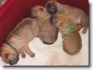 šarpejí miminka - 2 týden