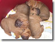 šarpejí miminka - 2 týden