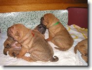 štěňata - 3 týdny