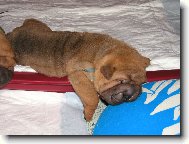 štěně Barney - 3 týdny