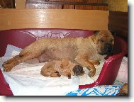 Berry - 4 týdny - s mámou Annie