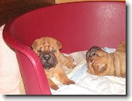 štěňata - 4 týdny