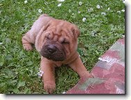 štěně Berry - 5.týden