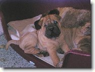 štěňata - 6 týdnů