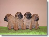 štěňata - 6 týdnů