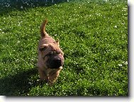 sedmi týdenní zmuchlánek