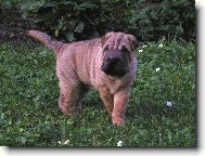 štěně - 7 týdnů