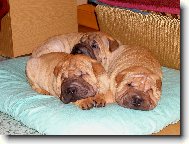 štěňata - 7 týdnů