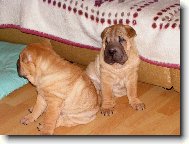 8.týden - za chvíli půjdeme do světa