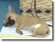 Fenri (Reino-chi ze Sídlberku)