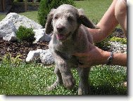 Výmarský ohař dlouhosrstý