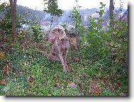 Výmarský ohař dlouhosrstý