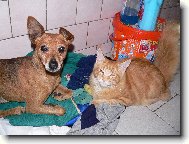 Dragon a kříženec Jerry