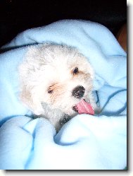 náš miláček Cassie