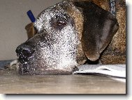 Caky u Rychlého ďábla