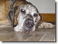 Caky u Rychlého ďábla