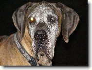 Caky u Rychlého ďábla