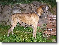 Caky u Rychlého ďábla