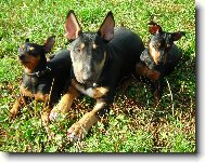 Trpasličí pinčíci a Bulíkem