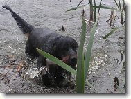 Dastin DAMA Krkonoše