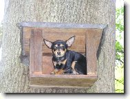 Pražský krysařík