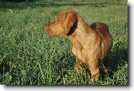 Daggy nám začal vystavovat