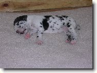 miminko německé dogy