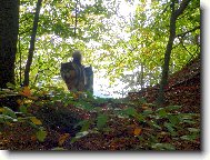 Podzimní pohled do lesa