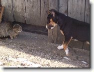 čo to môže byt za zviera?