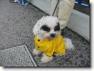 Denis povodňový turista