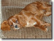 Kavalír King Charles Španěl