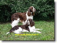 Hnědobílí pringři