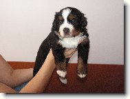 Atosek Rexigo -4 týdny