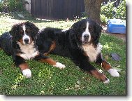 Brahms Eleuteria a Ch.Carda z Milešovské salaše