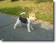 Harry DE BOA DORÉ (vyhlížející jakou by udělal další lumpárnu)