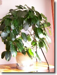 Stefanotis,věncovec květnatý