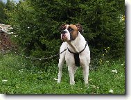 american bulldog /typ standart/..16měs.fenka