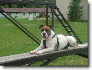 american bulldog /typ standart/..16měs.fenka