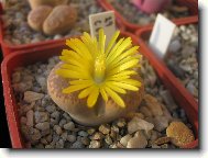 kvetoucí Lithops