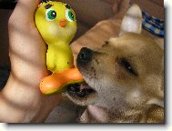 Denny a nejoblíbenější hračka