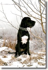 Dante Český Sirius