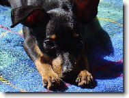 Vyhřívání na sluníčku