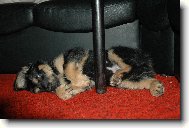 Takhle se nejlépe spinká....