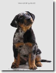 Beauceron harlekýn