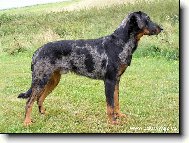 Beauceron harlekýn