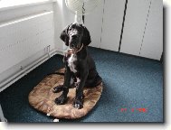 Cyrillius Regia Uttis - 3,5 měs.