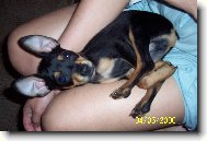 Trpasličí pinč Daneček