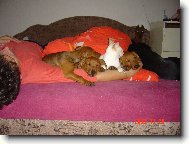 Pinčové v postýlce!