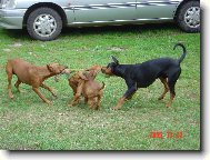 Vyhraje černý nebo červená?