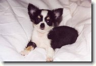 Emilka David a Goliáš 5 týdnů